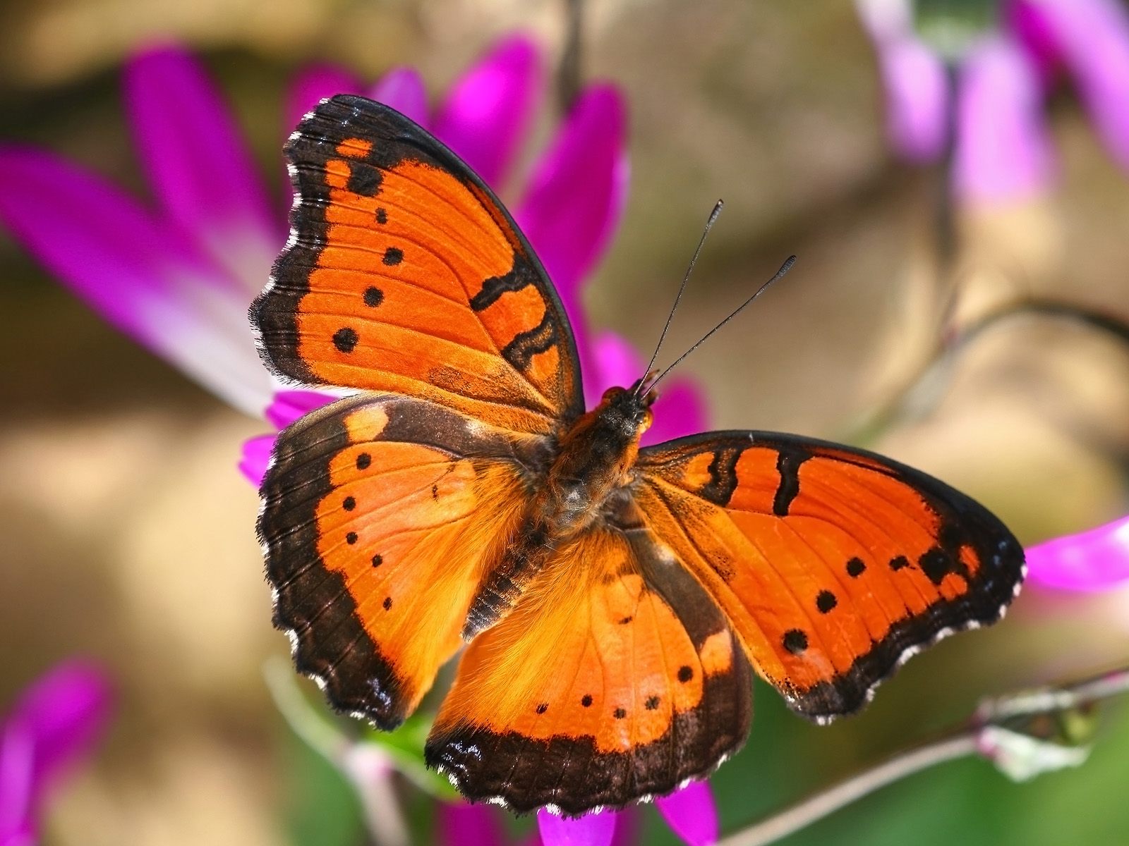 London Butterfly House6394416159